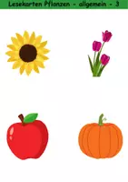 Vorschau - Spiele - Lesekarten/Bildkarten Pflanzen mittelschwer - DaZ/DaF, Deutsch (Grundschule) - Seite 3