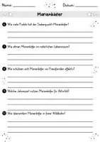 Vorschau - Arbeitsblätter - Marienkäfer MEGABUNDLE - Wissenskartei, Lückentext, Steckbrief, Suchsel, Quizkarten - Seite 3