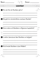 Vorschau - Arbeitsblätter - Waschbär MEGABUNDLE - Wissenskartei, Lückentext, Steckbrief, Suchsel, Quizkarten - Seite 2