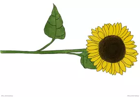 Vorschau - Präsentationen/Tafelbilder - Aufbau der Sonnenblume Tafelmaterial - Seite 2
