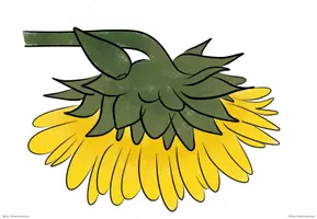 Vorschau - Präsentationen/Tafelbilder - Aufbau der Sonnenblume Tafelmaterial - Seite 3