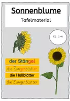 Vorschau - Präsentationen/Tafelbilder - Aufbau der Sonnenblume Tafelmaterial - Deckblatt