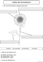 Vorschau - Arbeitsblätter - Aufbau der Sonnenblume Arbeitsblätter differenziert - Seite 2