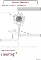 Vorschau - Arbeitsblätter - Aufbau der Sonnenblume Arbeitsblätter differenziert - Seite 3
