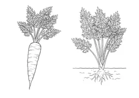 Vista previa - Manualidades / Dibujos para colorear - 20 Imágenes para colorear - Verduras y sus plantas de origen - página 2