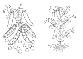 Vista previa - Manualidades / Dibujos para colorear - 20 Imágenes para colorear - Verduras y sus plantas de origen - página 3
