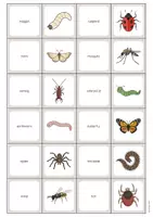 Aperçu - Jeux - Insects / Insectes: Memo Game (Jeu pour le cours d'anglais) - Page 3