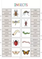 Aperçu - Cartes / Images - Insects / Insectes: Clip Cards (Cartes à pince pour le cours d'anglais) - Page 3