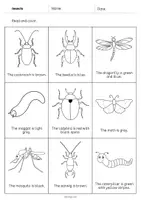 Aperçu - Cartes d'exercices - Insects / Insectes: Read and Color 2 (Fiche d'exercices d'anglais) - Page 3