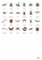 Aperçu - Jeux - Insects / Insectes: Vocabulary Fitness (Fitness du vocabulaire) - Page 2