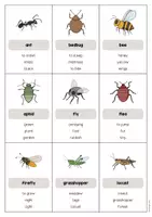 Aperçu - Jeux - Insects / Insectes: Don’t say it! (Jeu pour le cours d'anglais) - Page 2