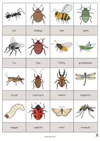 Aperçu - Jeux - Insects / Insectes: Drawing Game (Jeu pour le cours d'anglais) - Page 2