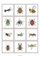 Aperçu - Jeux - Insects / Insectes: Floppi (Jeu pour le cours d'anglais) - Page 2