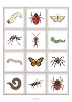 Aperçu - Jeux - Insects / Insectes: Floppi (Jeu pour le cours d'anglais) - Page 3