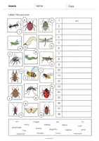 Aperçu - Fiches - Insects / Insectes: Vocabulary Worksheet 2 (Fiche d'exercices d'anglais) - Page 3