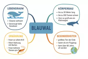 Vorschau - Arbeitsblätter - Arbeitsblatt zum Thema "Blauwal" + Onlineübung & MP3 + Mindmap + Infografik - Seite 3
