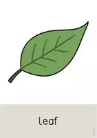 Aperçu - Affichage - Forest / Forêt: Word and Picture Cards (Cartes avec images pour le cours d'anglais) - Page 3