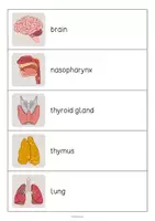 Aperçu - Jeux - Organs / Organes: Running Dictation (Dictée en mouvement pour le cours d'anglais) - Page 2