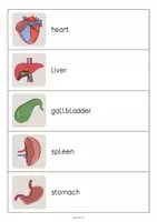 Aperçu - Jeux - Organs / Organes: Running Dictation (Dictée en mouvement pour le cours d'anglais) - Page 3