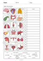 Aperçu - Fiches - Organs / Organes: Vocabulary Worksheet 2 (Fiche d'exercices d'anglais) - Page 2