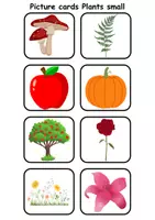Vorschau - Mal- und Bastelvorlagen - Mini Picture-word cards: Plants - Englische Mini Bildkarten & Lesekarten - Seite 3