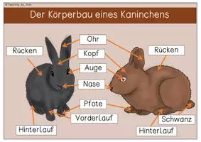 Vorschau - Arbeitsblätter - Übersichtsblätter/ Arbeitsblätter - Kaninchen - Seite 2