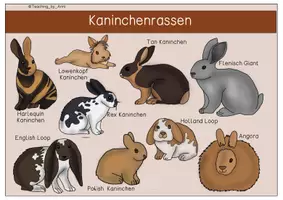 Vorschau - Arbeitsblätter - Übersichtsblätter/ Arbeitsblätter - Kaninchen - Seite 3