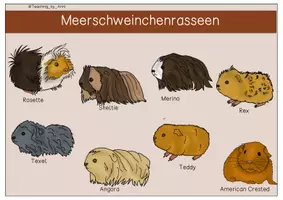 Vorschau - Arbeitsblätter - Übersichtsblätter/ Arbeitsblätter -Meerschweinchen - Seite 3