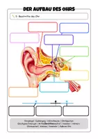 Vorschau - Arbeitsblätter - Der Aufbau des Ohrs (inkl. Funktionen) - Arbeitsblätter + Plakat - Seite 2