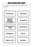 Vorschau - Arbeitsblätter - Der Aufbau des Ohrs (inkl. Funktionen) - Arbeitsblätter + Plakat - Seite 3