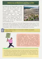 Vorschau - Arbeitsblätter - Der Regenwald: Klima, Artenvielfalt und Abholzung - Seite 2