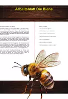 Vorschau - Arbeitsblätter - Arbeitsblatt - Die Biene - Tiere lernen - 2. - 4. Klasse - Deckblatt