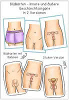 Vorschau - Arbeitsblätter - Sexualerziehung - Innere & Äußere Geschlechtsorgane - Bastelvorlage und Bildkarten - Seite 1