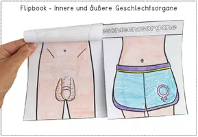 Vorschau - Arbeitsblätter - Sexualerziehung - Innere & Äußere Geschlechtsorgane - Bastelvorlage und Bildkarten - Seite 2