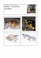 Vorschau - Arbeitsblätter - Amphibien - sprachsensible Arbeitsblätter - Deckblatt
