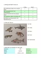 Vorschau - Arbeitsblätter - Amphibien - sprachsensible Arbeitsblätter - Seite 3