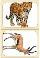 Vorschau - Arbeitsblätter - Sparpaket zu "wild animals Africa" Englisch Grundschule - Seite 3