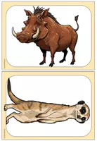 Vorschau - Präsentationen/Tafelbilder - Wild Animals Africa Bild-Wortkarten Englisch Grundschule - Seite 3