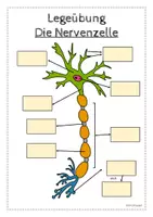 Vorschau - Arbeitsblätter - Die Nervenzelle - Arbeitsblatt mit Legeübung - Seite 3