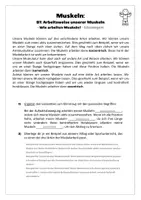 Vorschau - Arbeitsblätter - Sport: Trainingslehre - Muskeln (Arbeitsweise unserer Muskeln) - Seite 2