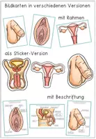 Vorschau - Unterrichtsreihen - Sexualerziehung / Sexuelle Bildung - Lernwerkstatt - Innere und äußere Geschlechtsorgane - Seite 2
