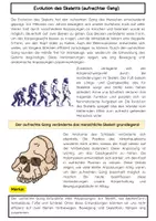 Vorschau - Arbeitsblätter - Evolution des Skeletts (aufrechter Gang) - Seite 1