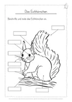 Vorschau - Arbeitsblätter - Eichhörnchen Arbeitsblätter - Seite 2