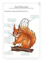 Vorschau - Arbeitsblätter - Eichhörnchen Arbeitsblätter - Seite 3