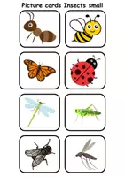 Vorschau - Mal- und Bastelvorlagen - Mini Picture-word cards: Insects - Englische Mini Bildkarten & Lesekarten - Seite 2