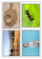 Aperçu - Affichage - Images vocabulaire la fin de l'énorme crocodile - Page 2