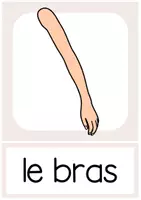 Vorschau - Poster - Le corps Bildkarten Körper - Seite 1