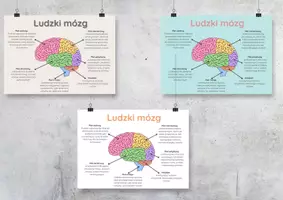zapowiedź - Plakat „Ludzki mózg” w trzech wersjach kolorystycznych - obwoluta