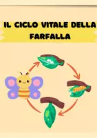 anteprima - Esercizi - Il Ciclo Vitale della Farfalla - Pagina di copertina