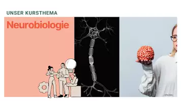 Vorschau - Unterrichtsreihen - Präsentation Neurobiologie I Unterrichtsreihe Ruhepotenzial Aktionspotenzial Synapse - Seite 1